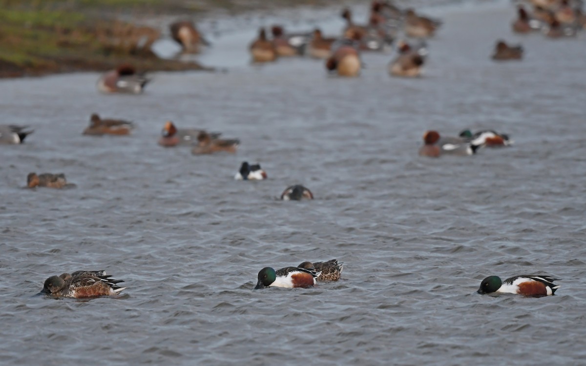 Northern Shoveler - ML612984437