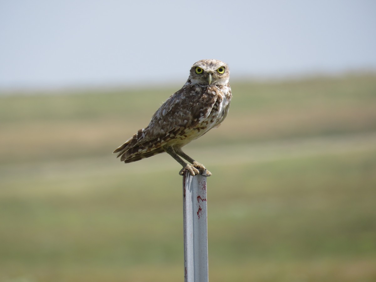 Burrowing Owl - ML612984501