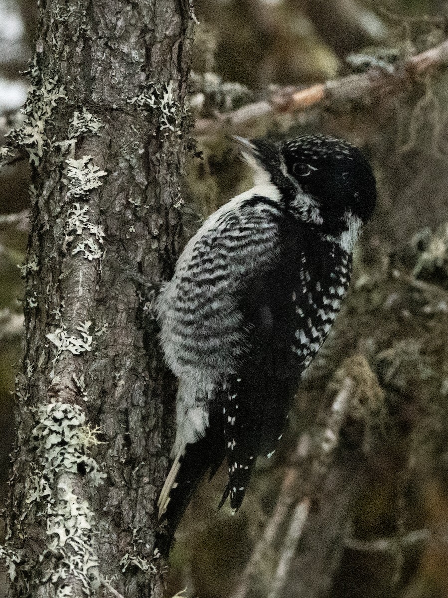 American Three-toed Woodpecker - Francois Dubois