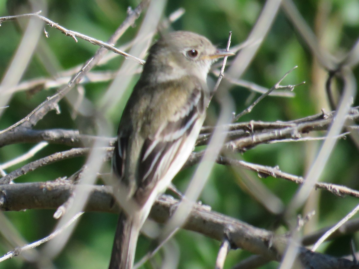 Empidonax sp. - ML612984615