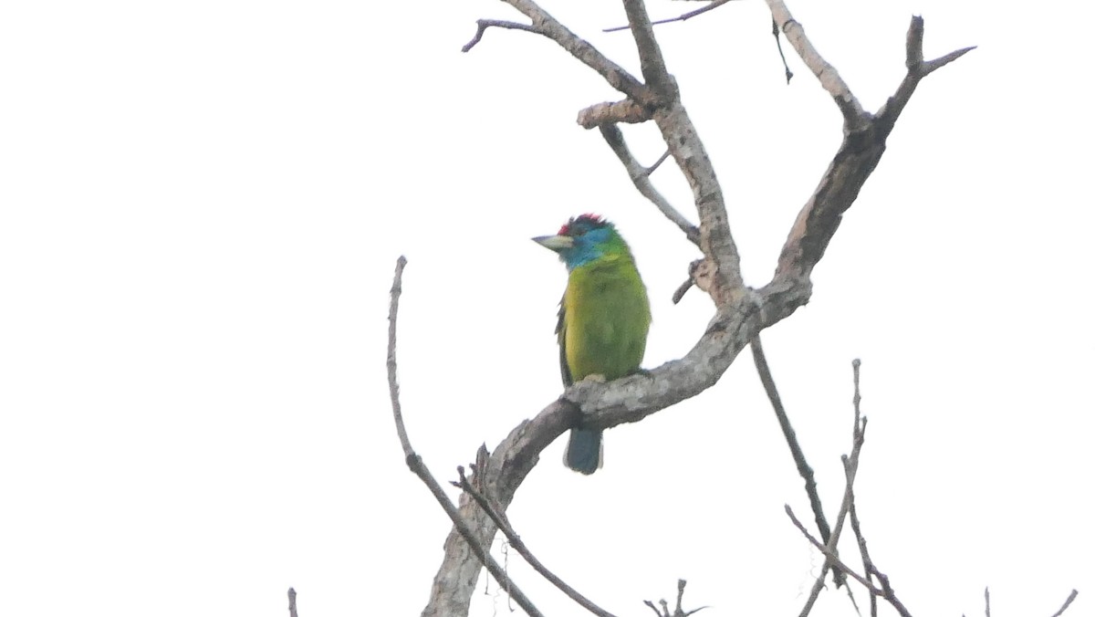 Blue-throated Barbet - ML612984637