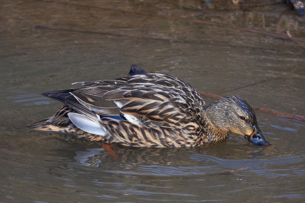 Mallard - Luis Manso