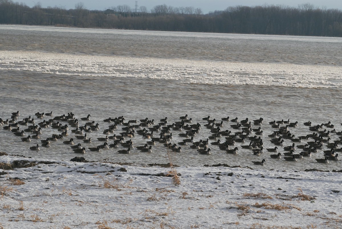 Canada Goose - ML612984674