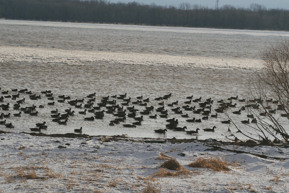 Canada Goose - ML612984675