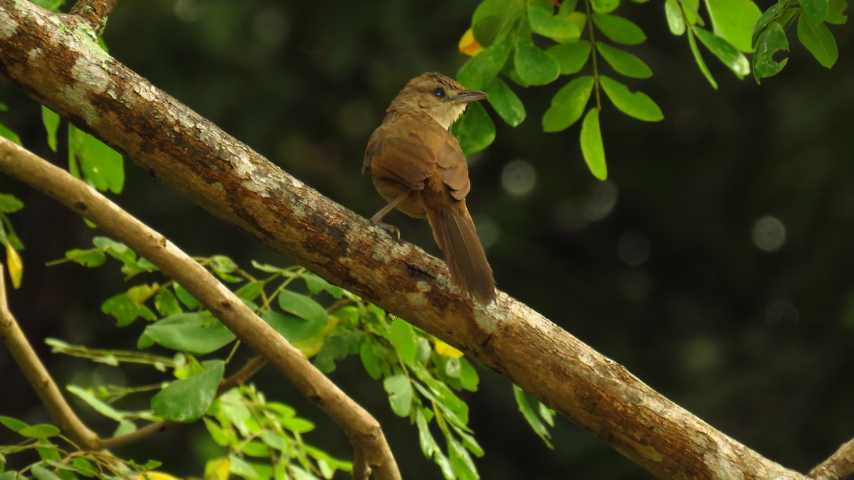 Plain Thornbird - ML612984683