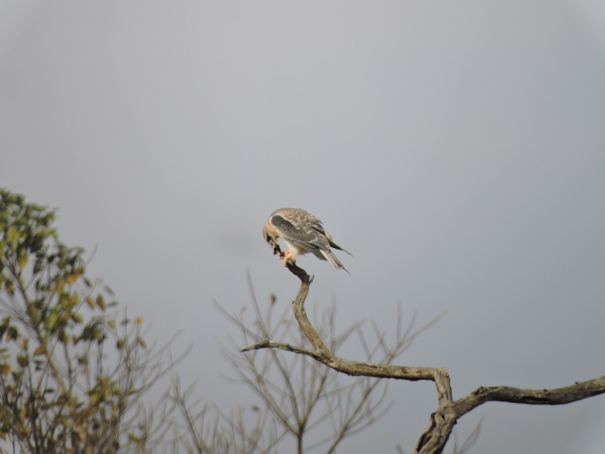 Black-winged Kite - ML612984687