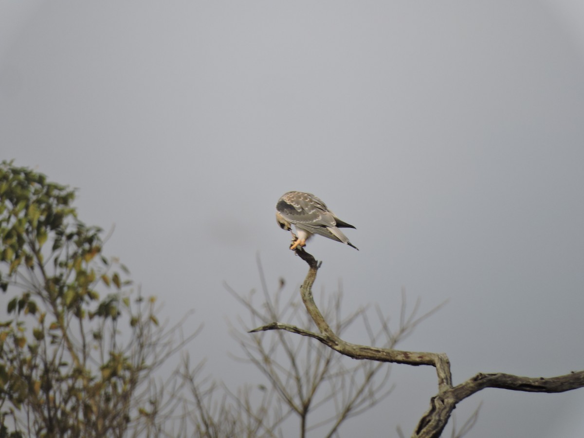 Black-winged Kite - ML612984688