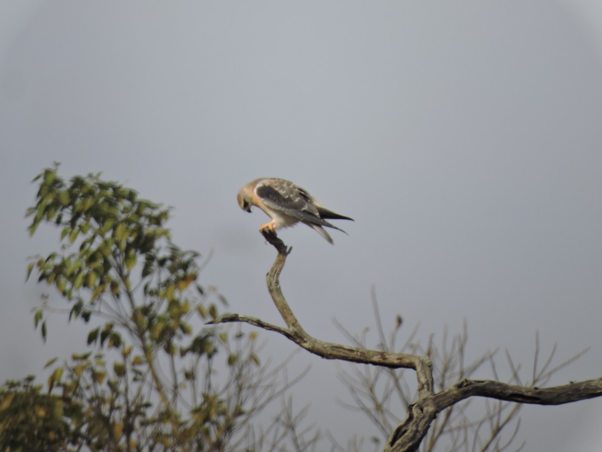 Black-winged Kite - ML612984692