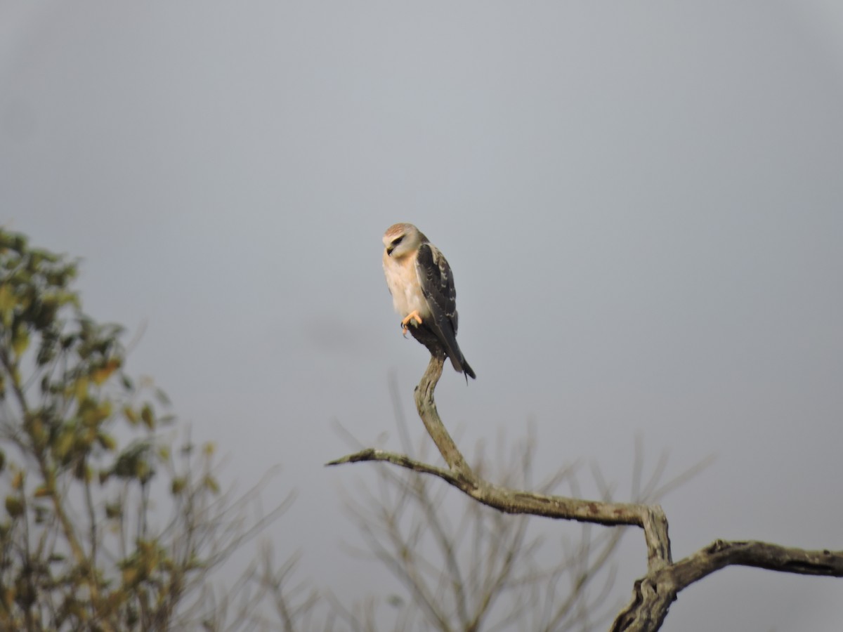 Black-winged Kite - ML612984709