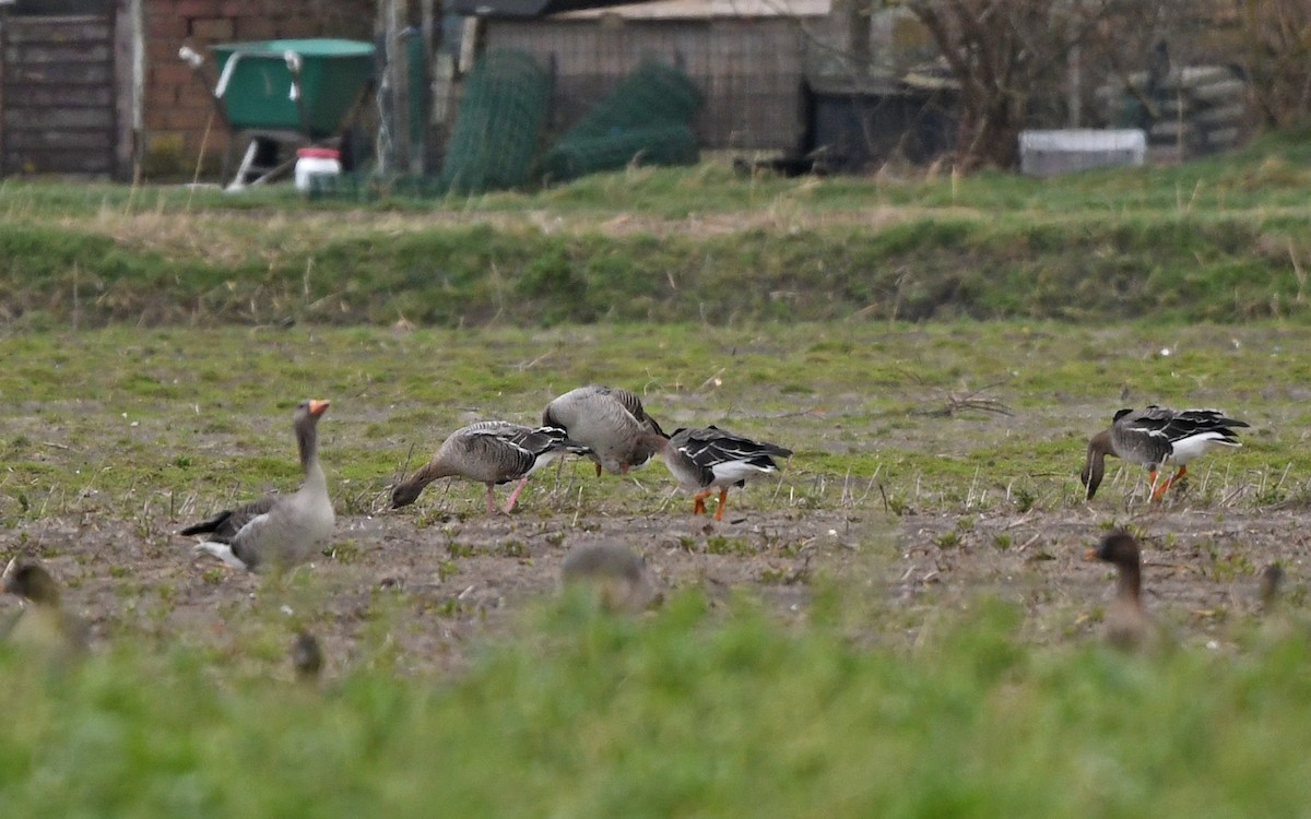 Pink-footed Goose - ML612984711