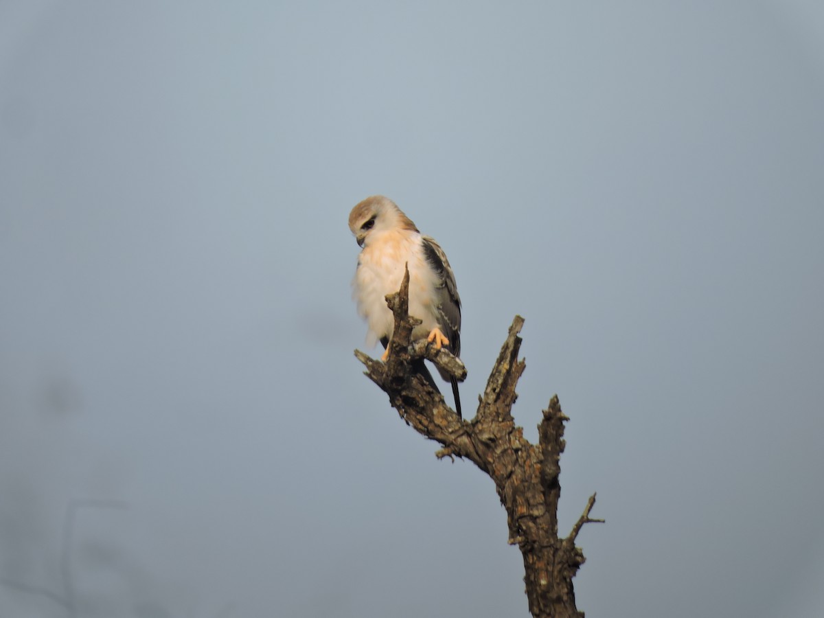 Black-winged Kite - ML612984713