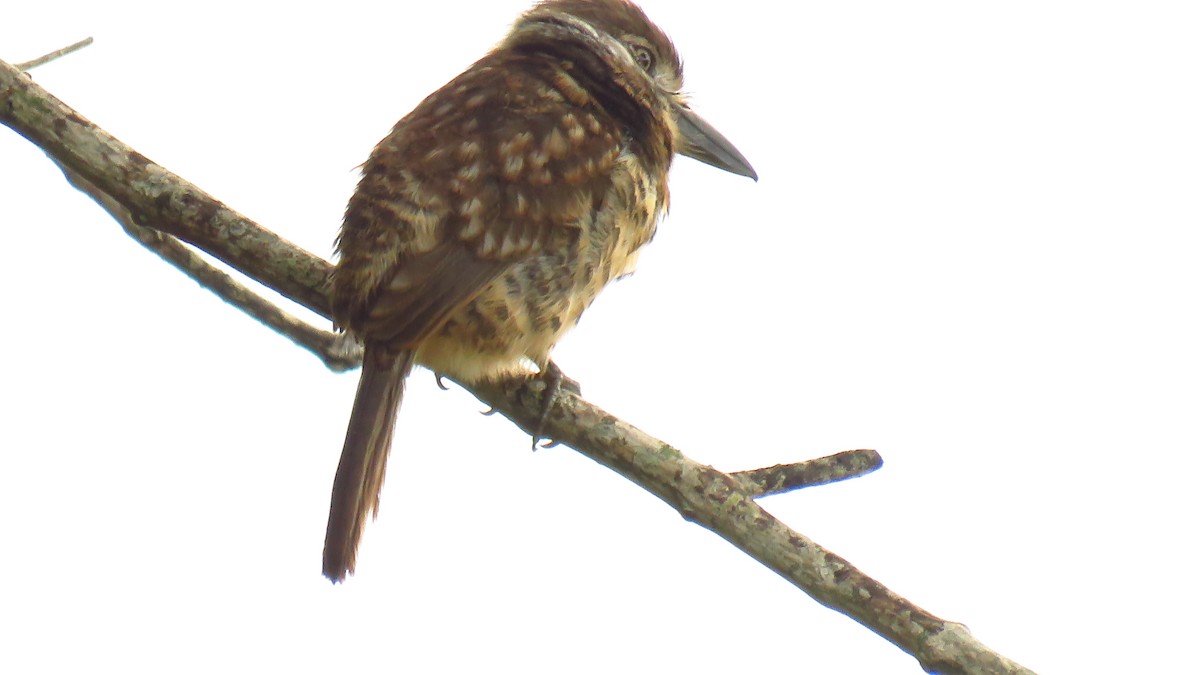 Two-banded Puffbird - ML612984722