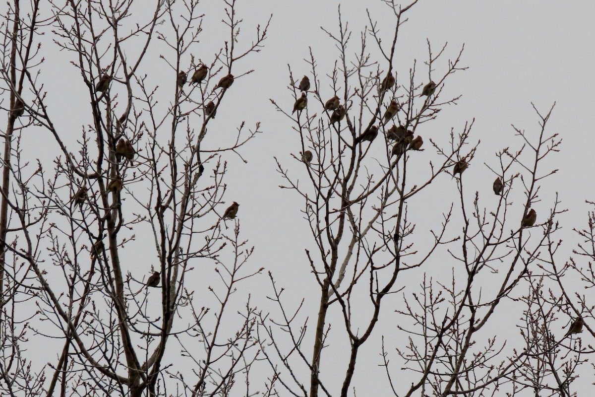 Bohemian/Cedar Waxwing - ML612984808