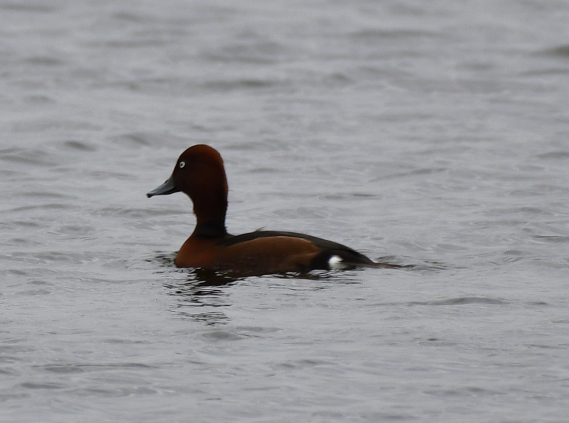 Ferruginous Duck - ML612984874