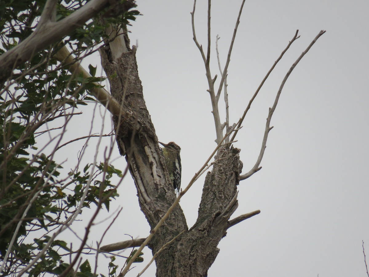 Yellow-bellied Sapsucker - ML612984877