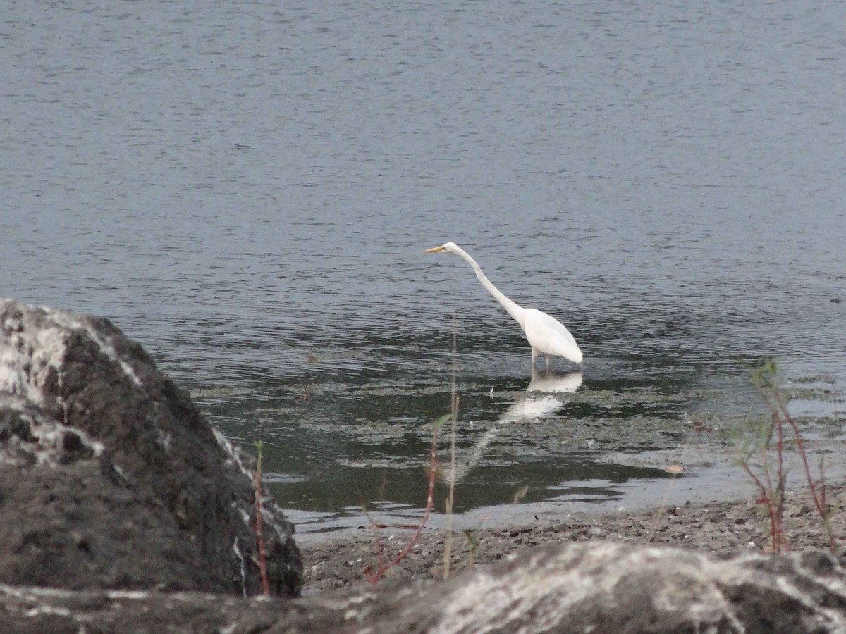 Great Egret - ML612984889