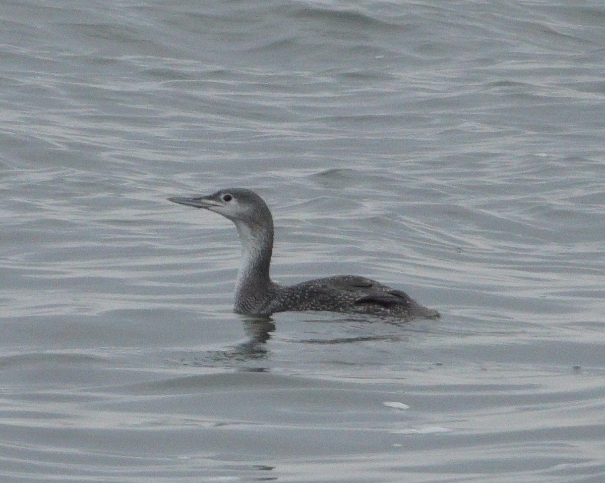Red-throated Loon - ML612984911