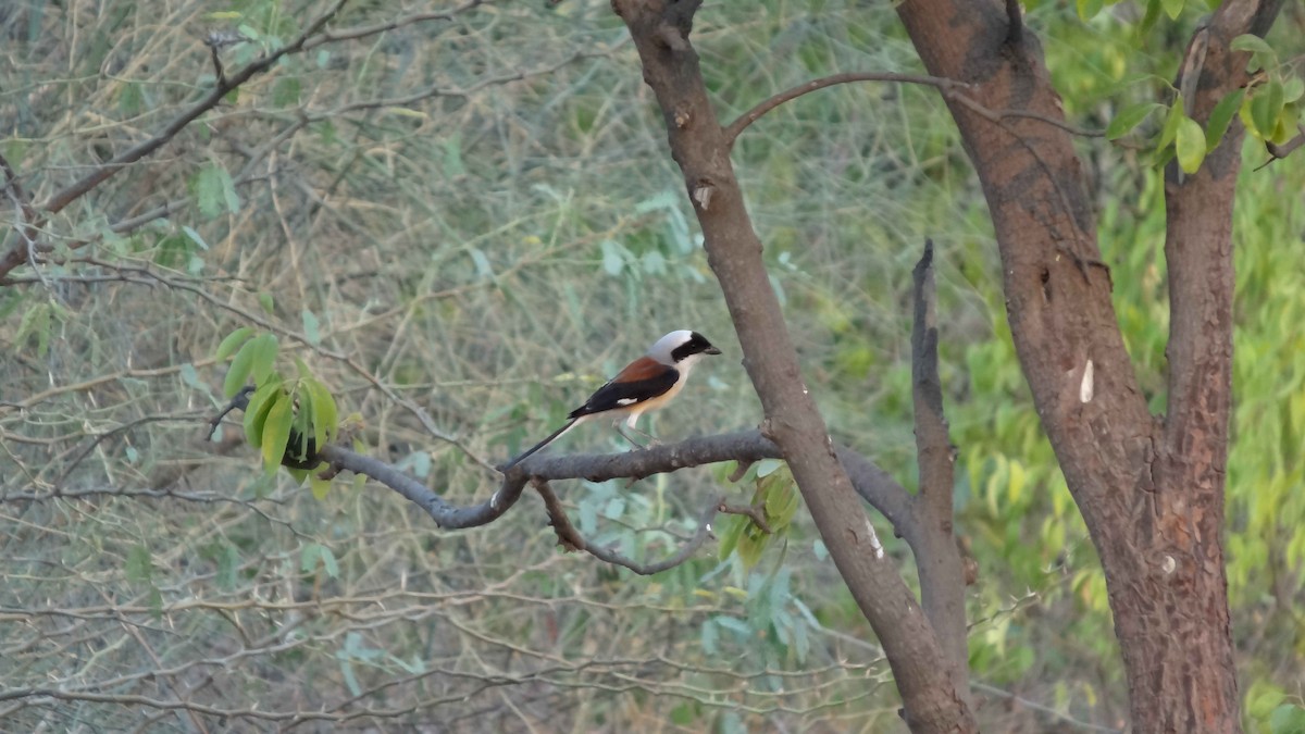 Bay-backed Shrike - ML612984914