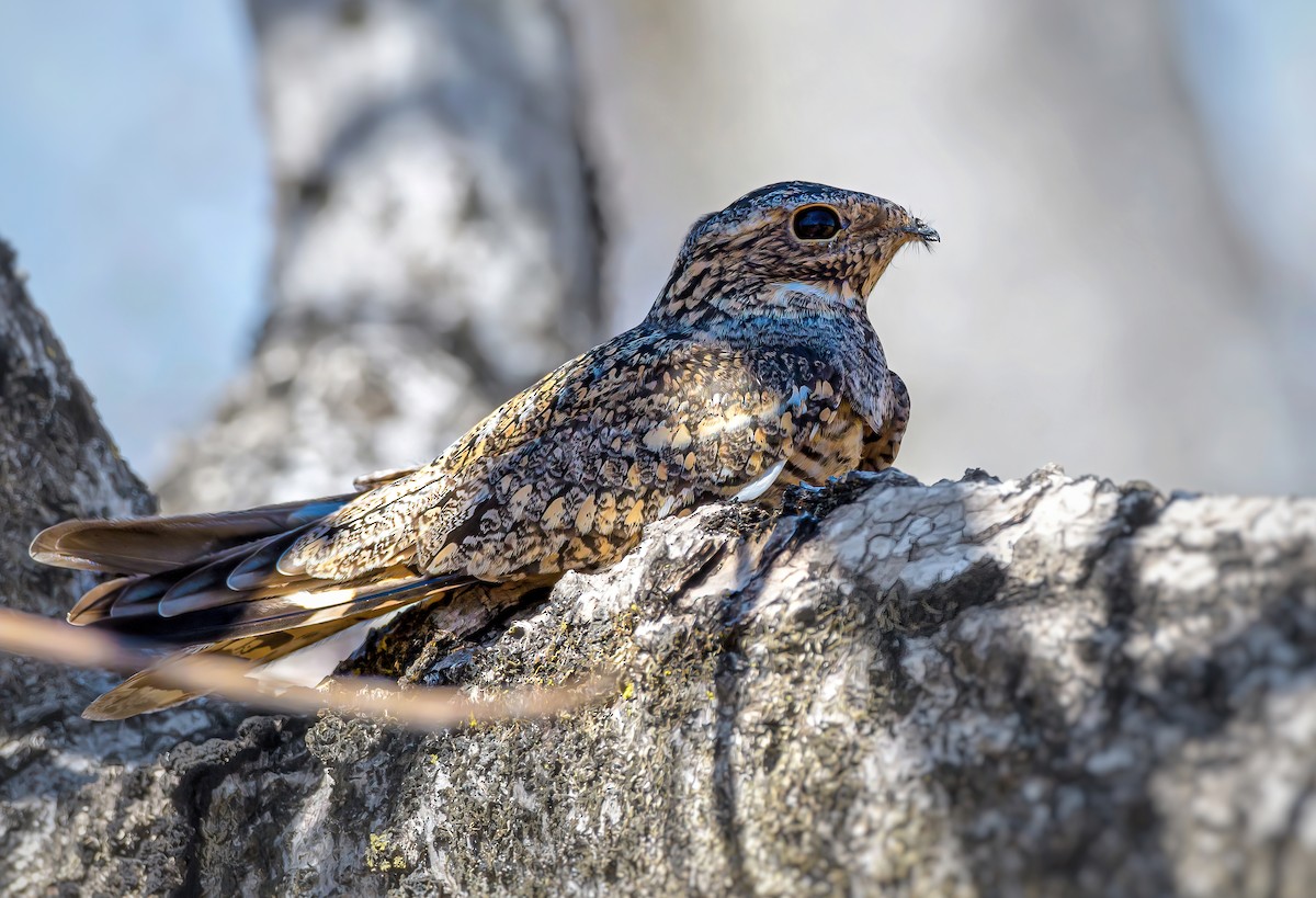 Lesser Nighthawk - Anonymous