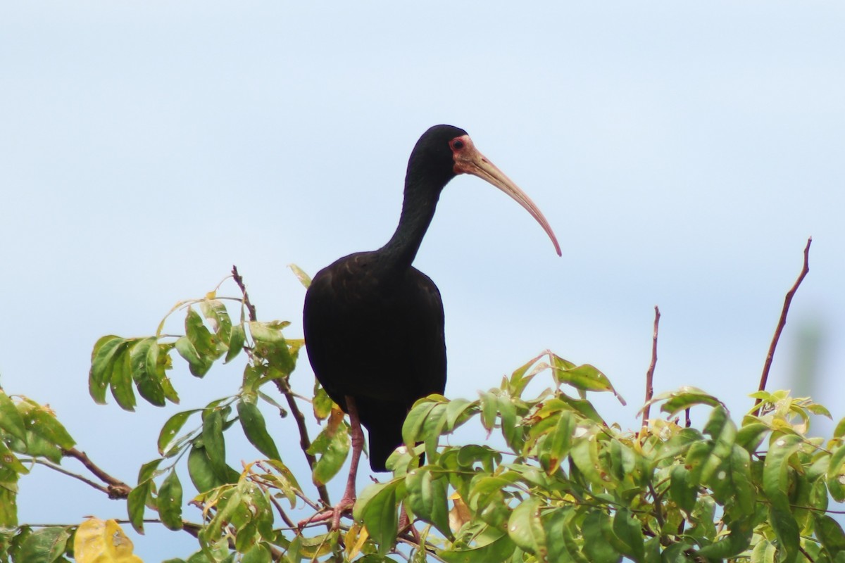 rødmaskeibis - ML612984997