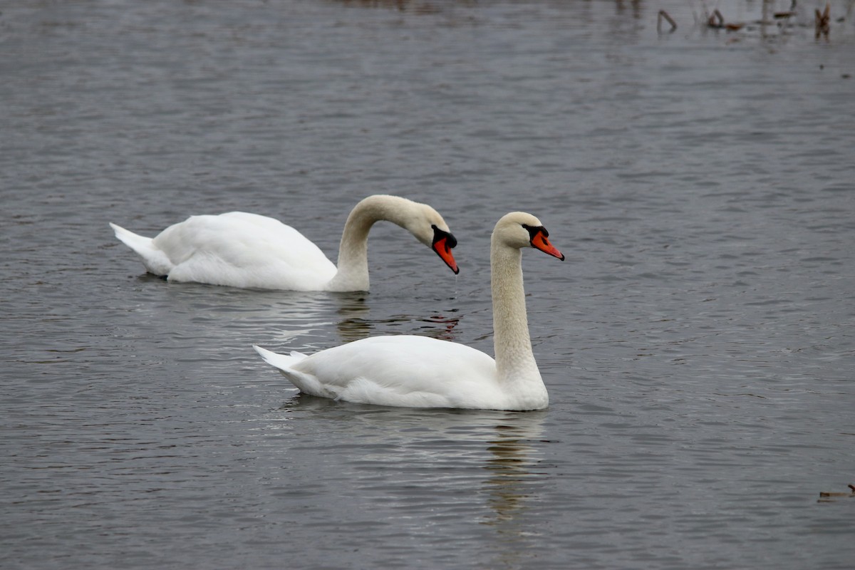 Cygne tuberculé - ML612985076