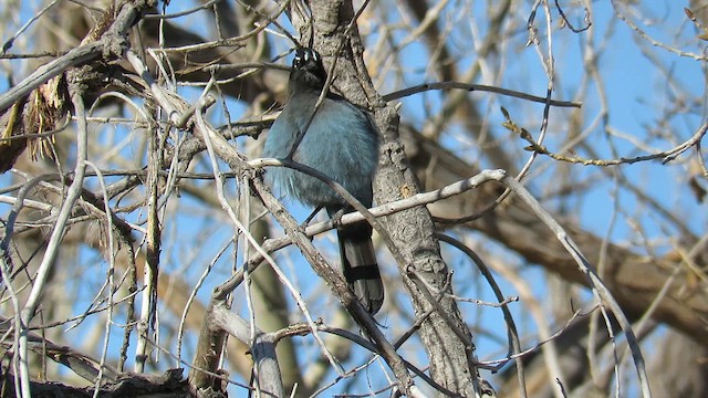 Steller's Jay - ML612985082