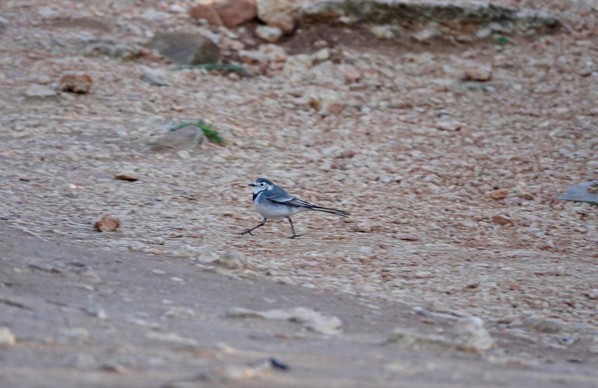 White Wagtail - ML612985113