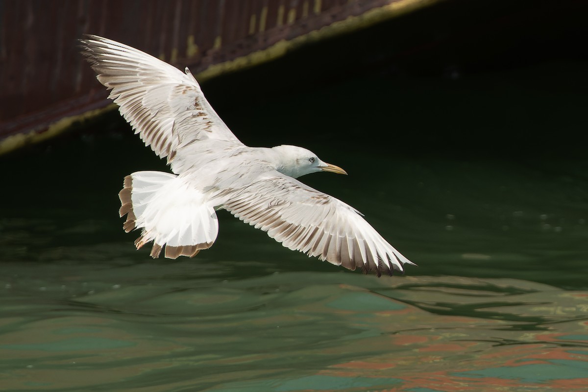 Slender-billed Gull - Joachim Bertrands