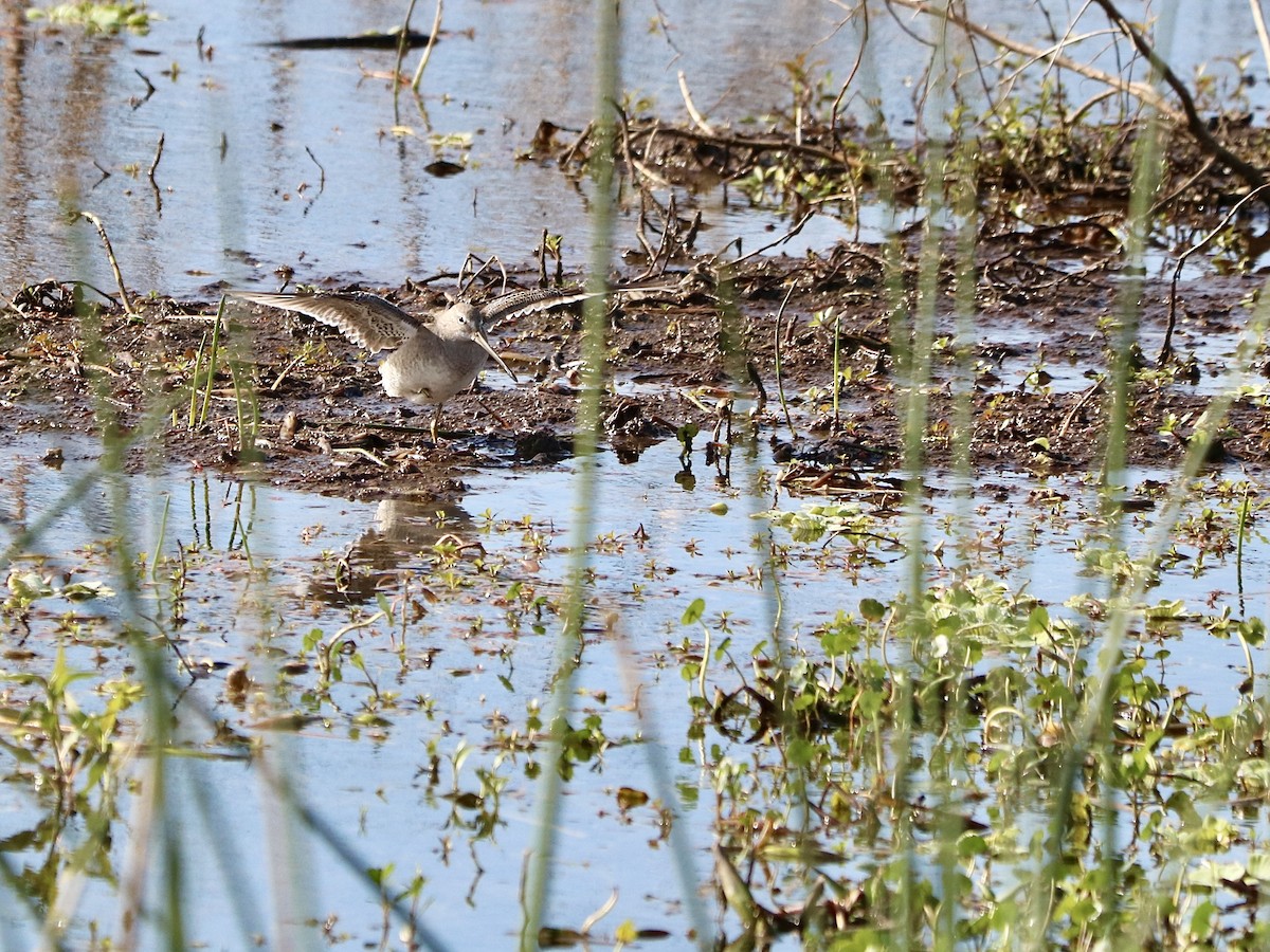 Long-billed Dowitcher - ML612985182