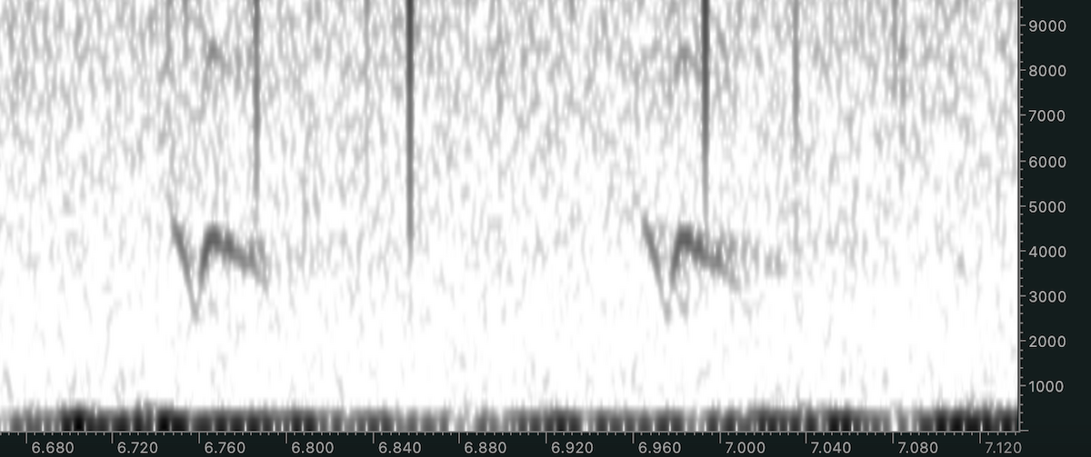 Red Crossbill (Western Hemlock or type 3) - ML612985189