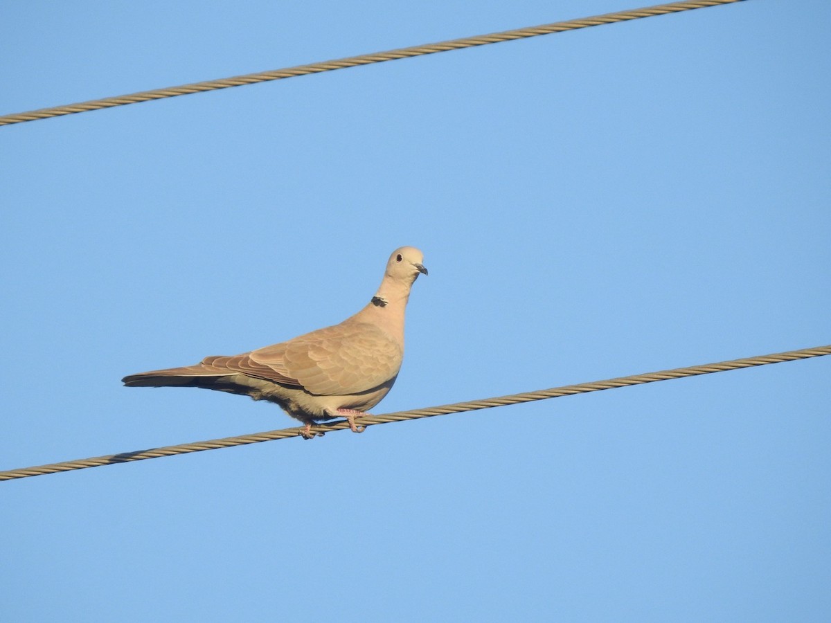 Eurasian Collared-Dove - ML612985196