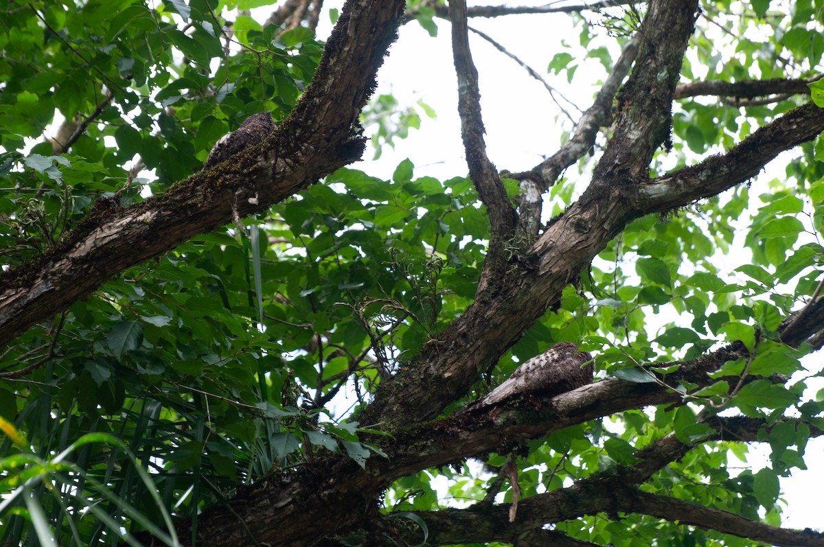 lelek netopýří (ssp. nattereri) - ML612985217