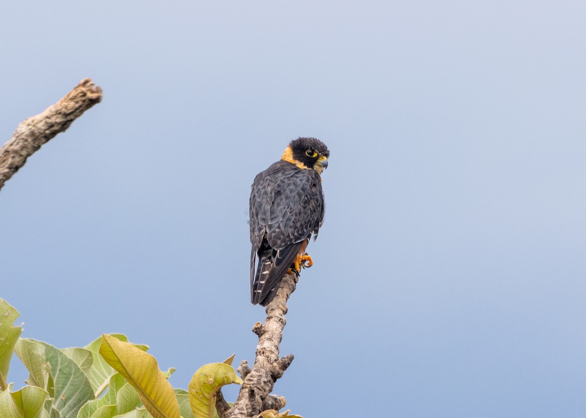 Bat Falcon - Silvia Faustino Linhares