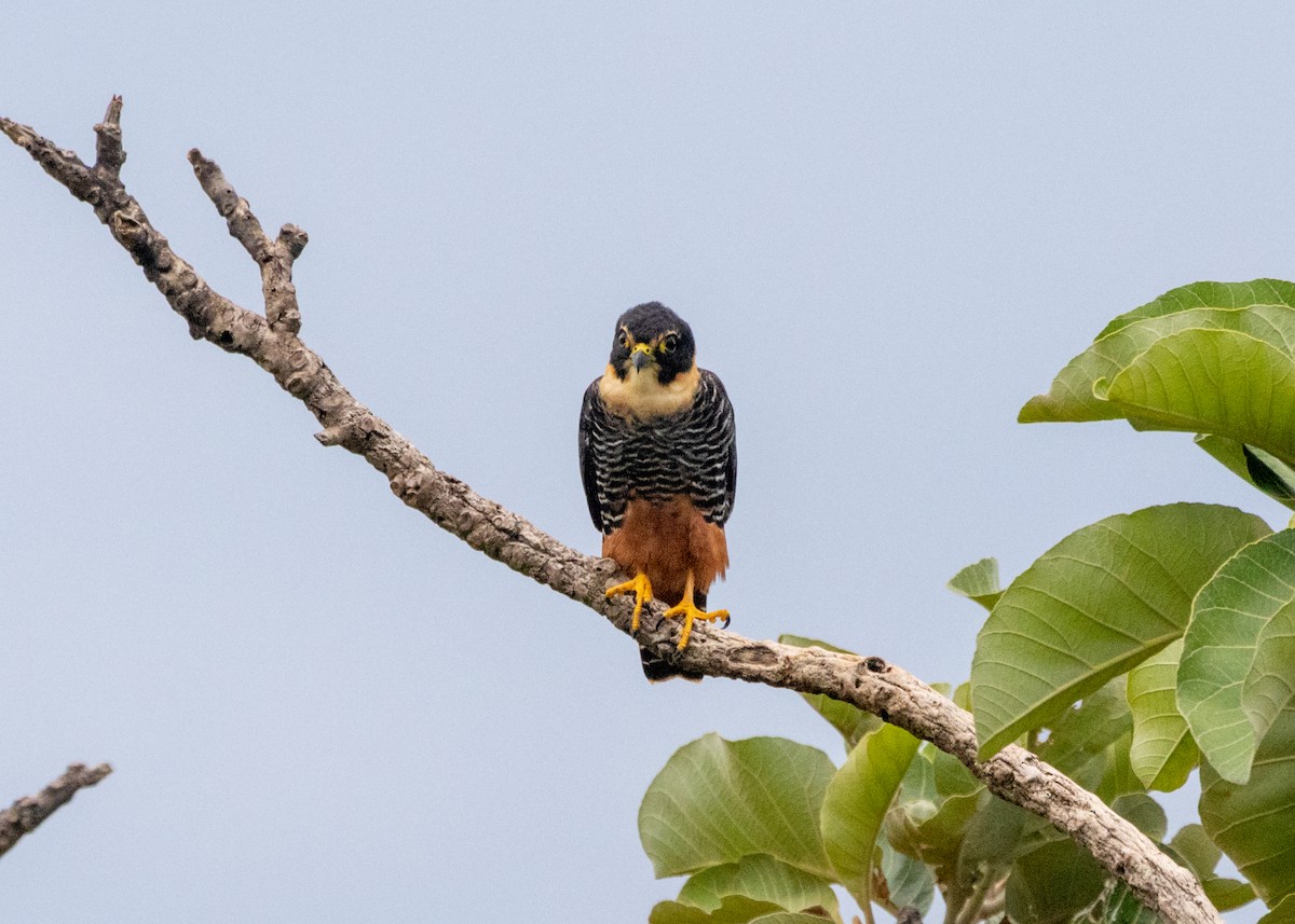 Bat Falcon - Silvia Faustino Linhares