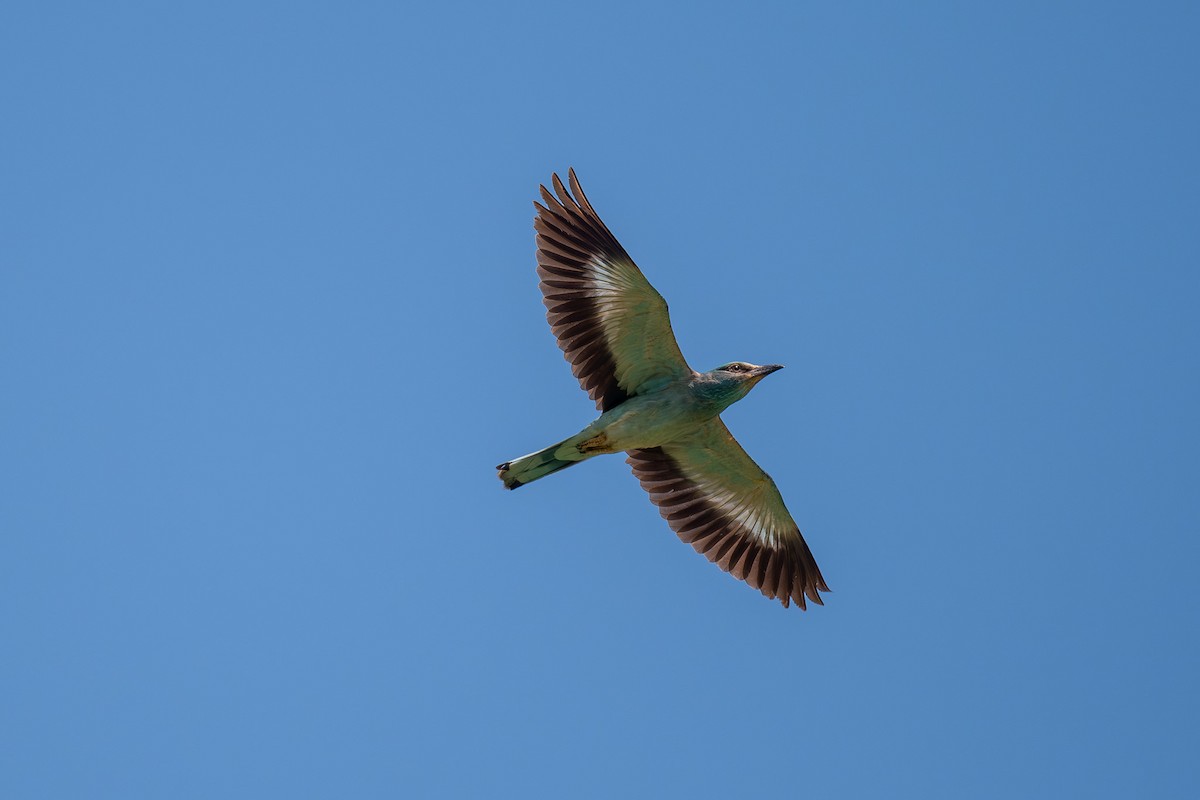 European Roller - ML612985257