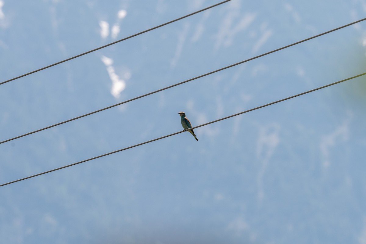 European Roller - Jan Stollenwerk