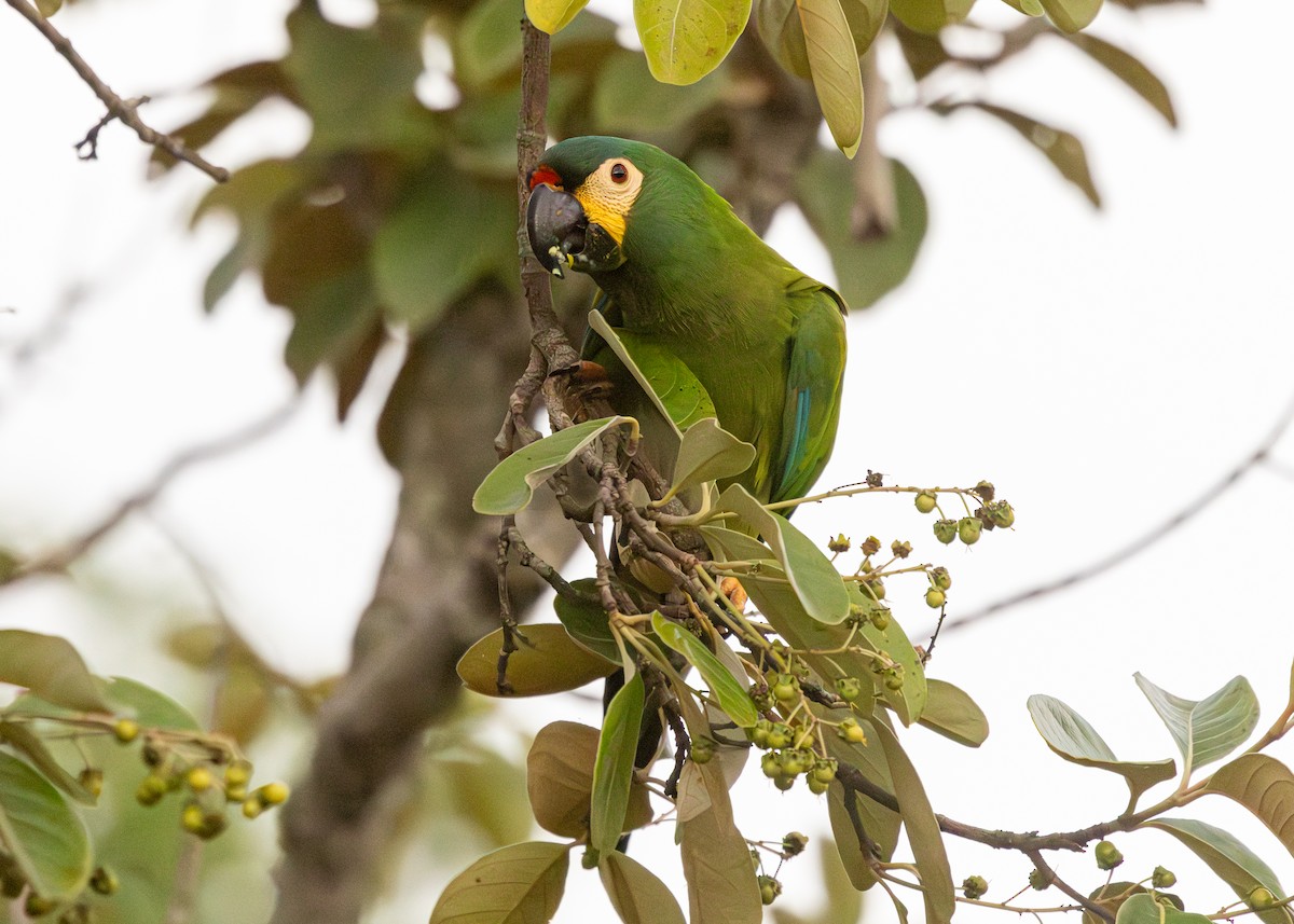 Blue-winged Macaw - Silvia Faustino Linhares