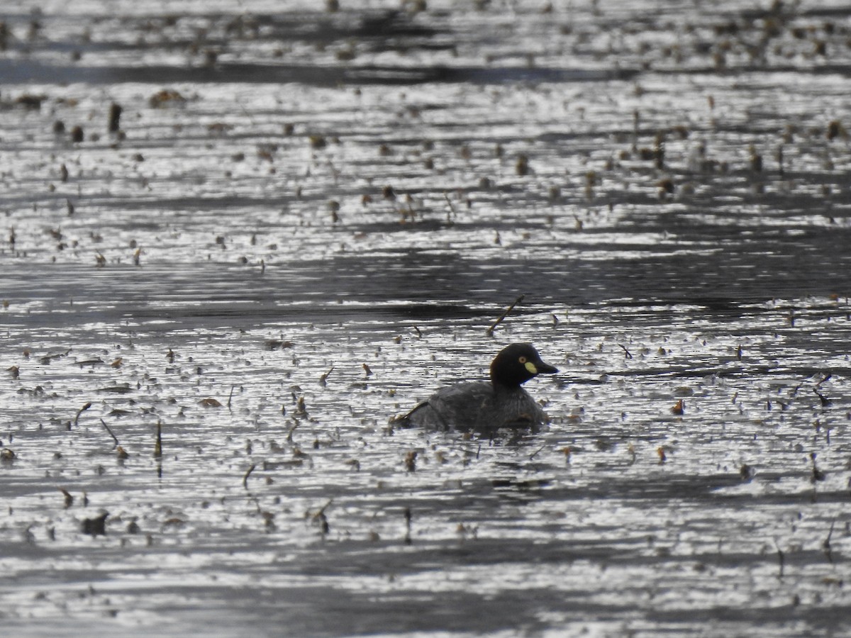 Australasian Grebe - ML612985312