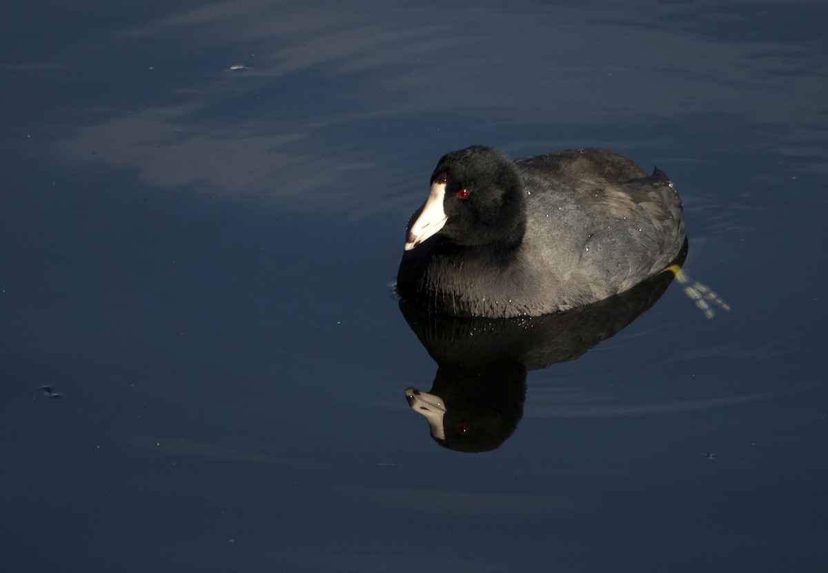 American Coot - Paul Cohen