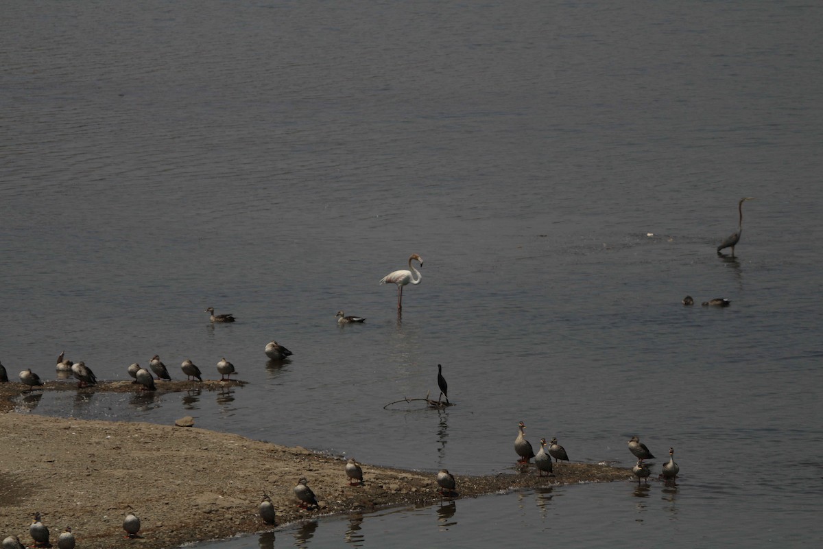 rosenflamingo - ML612985349