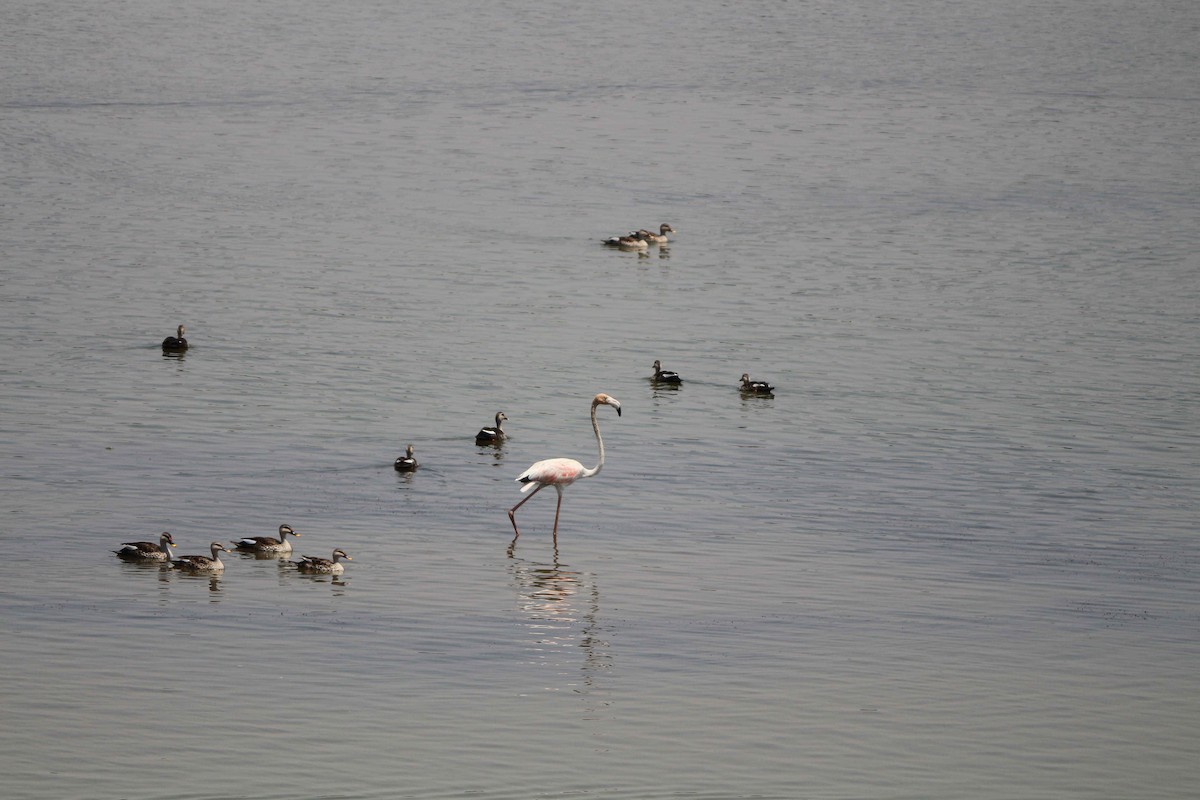 Greater Flamingo - Deepaksingh Thakur
