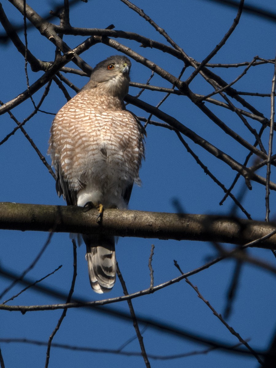 Cooper's Hawk - ML612985409