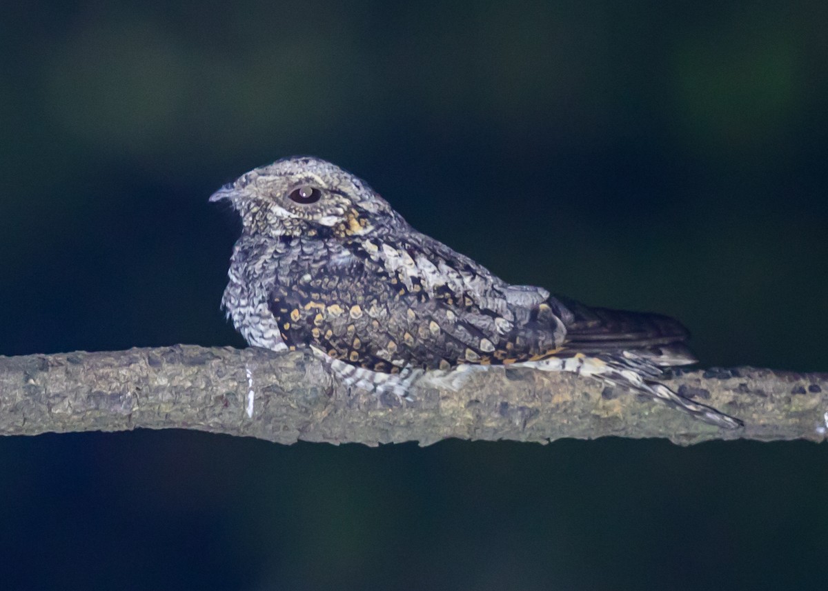 Jungle Nightjar - ML612985435