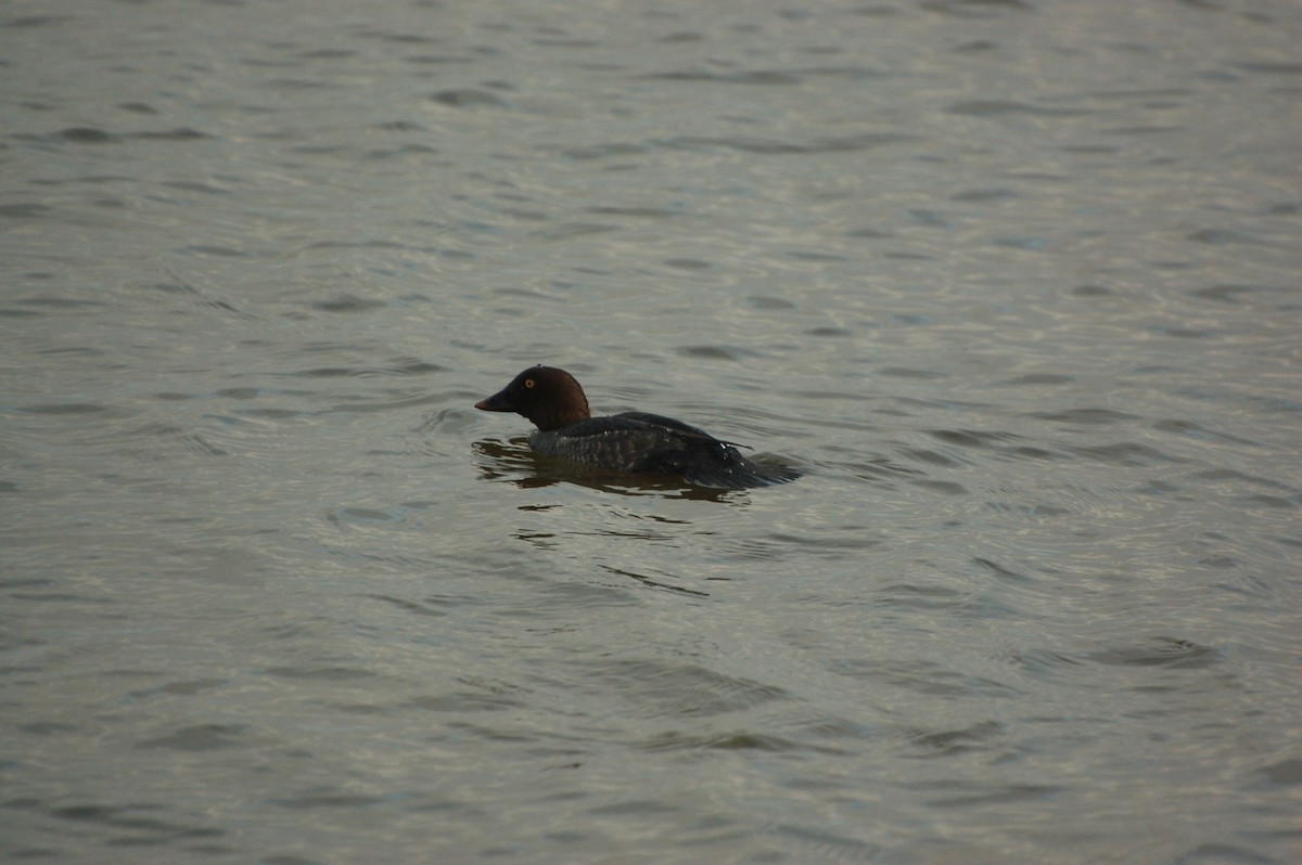 Common Goldeneye - ML612985436