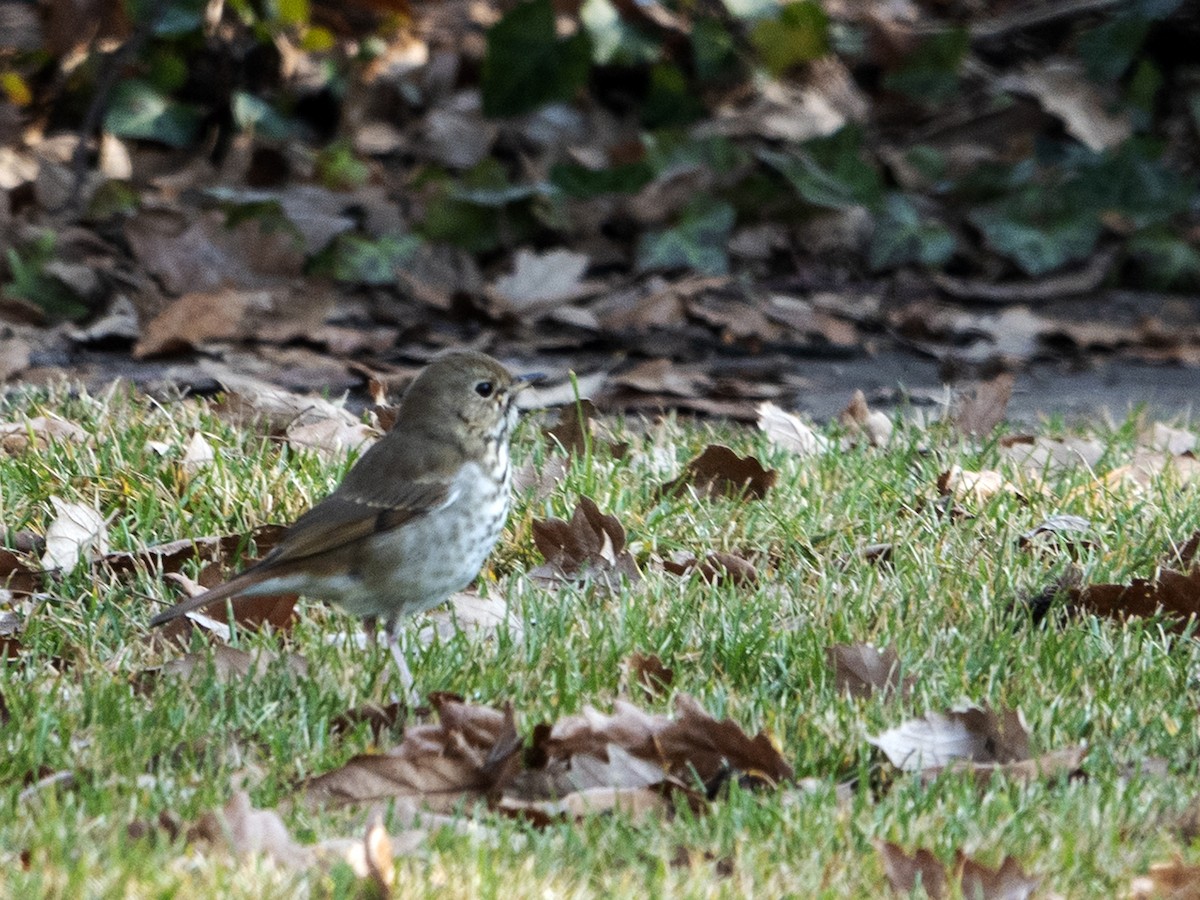 Hermit Thrush - Paul Cohen