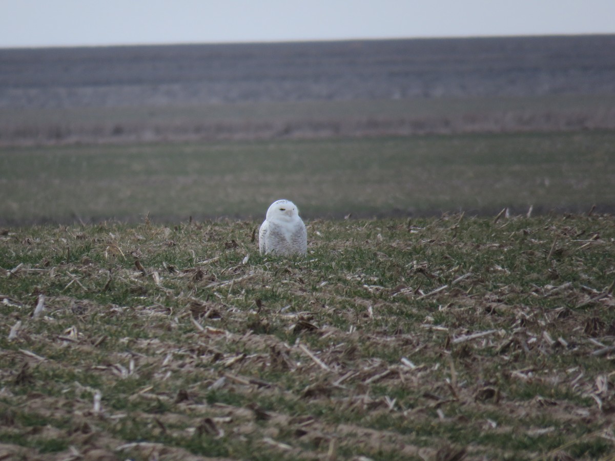 Snowy Owl - ML612985498