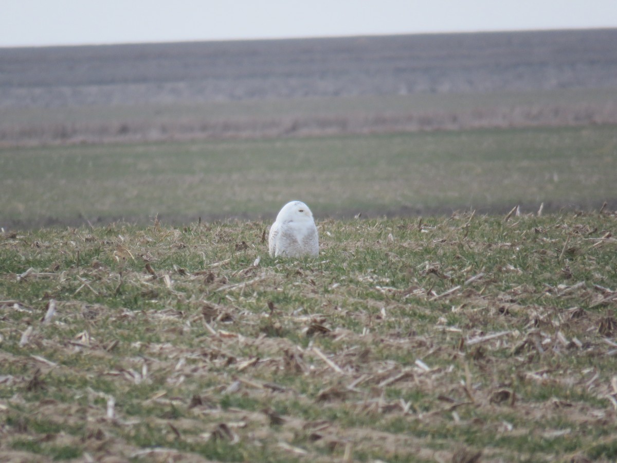 Snowy Owl - ML612985499