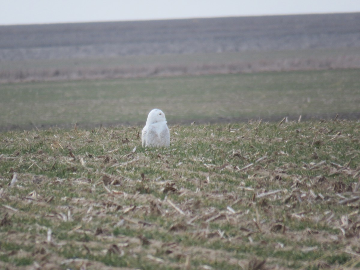 Snowy Owl - ML612985500