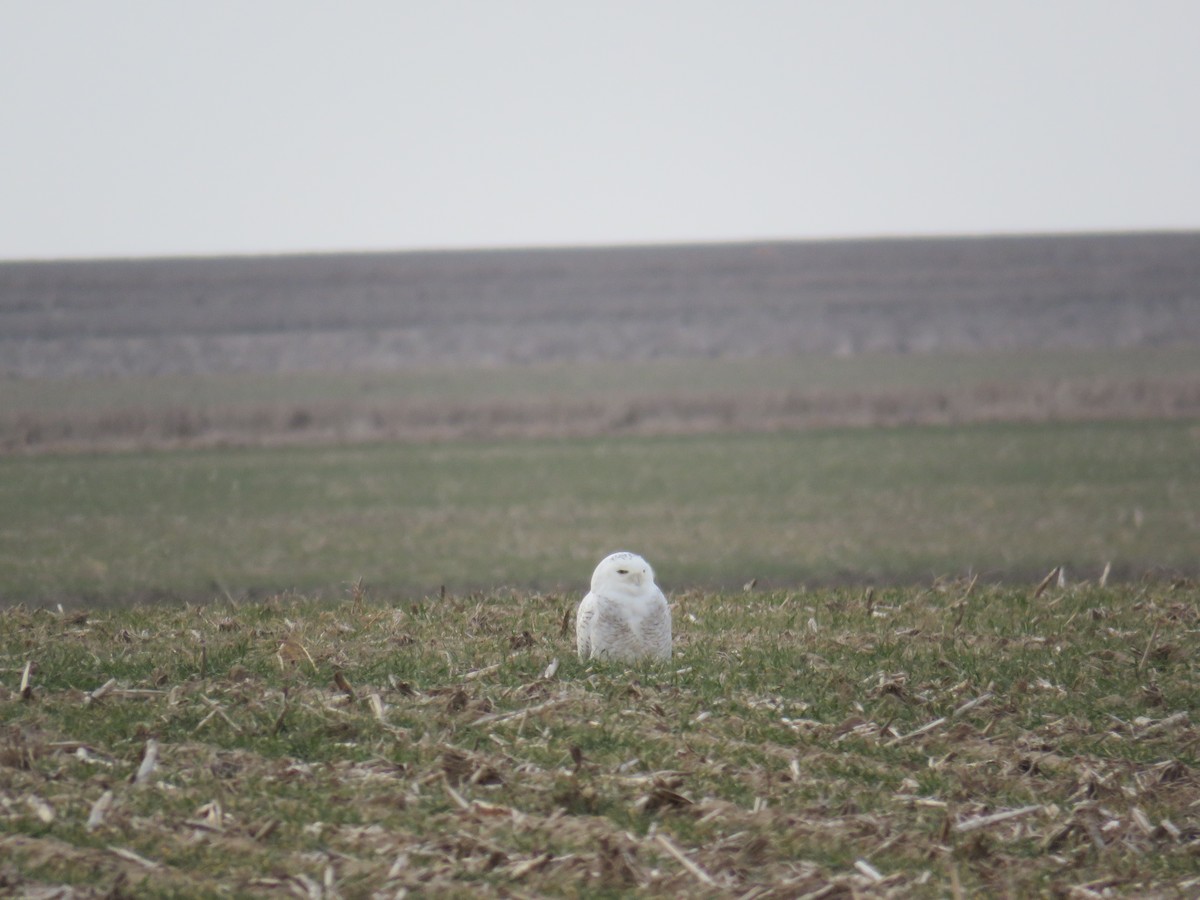 Snowy Owl - ML612985501