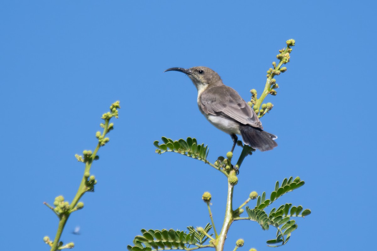 Dusky Sunbird - ML612985557